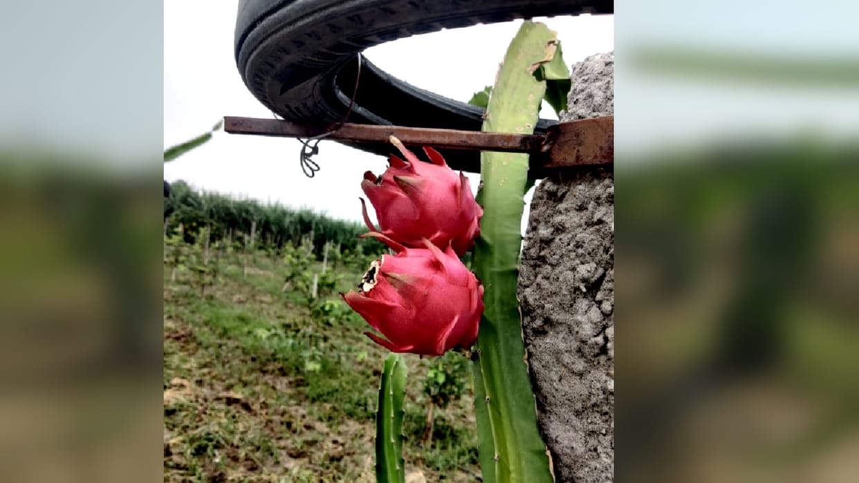 Dragon fruit farming: Saharanpur farmers are getting good income by Growing Dragon fruit
