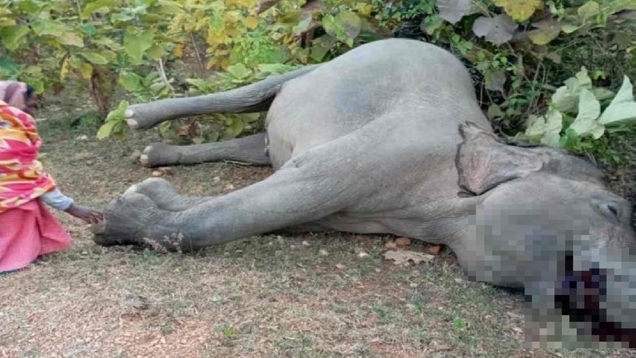 Elephant Died Due To Electrocution In Chhattisgarh Raigarh