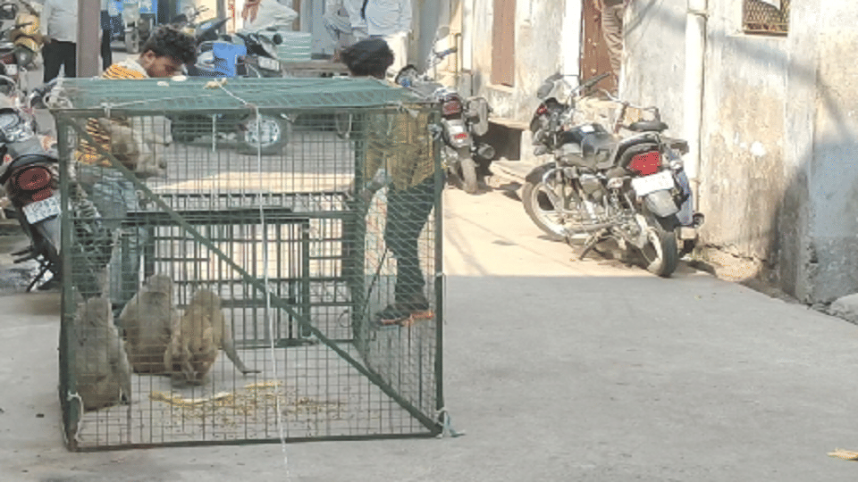 Monkey rescue operation in firozabzd