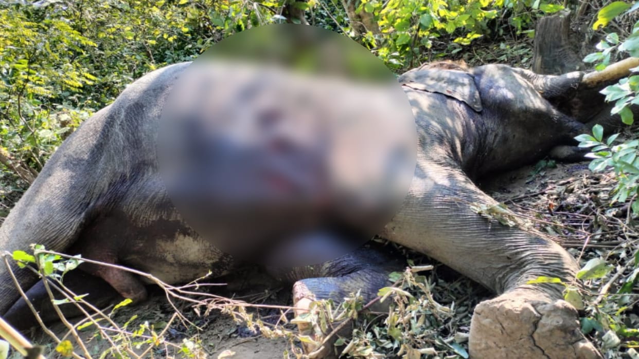 Elephant died after Bloody clash between two, dead body found in Badhapur forest range
