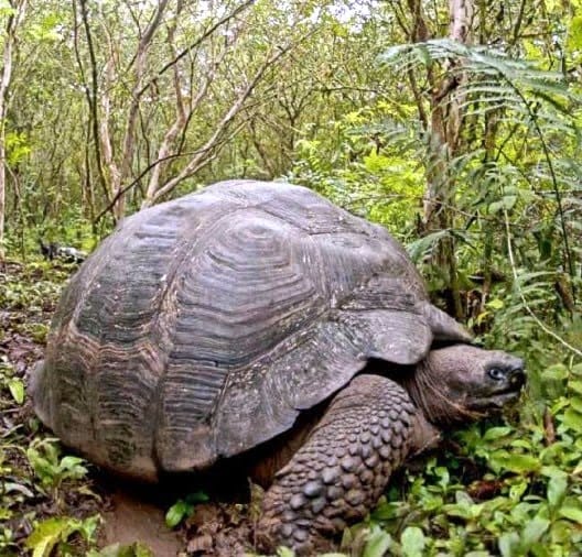 Turtles are smuggled from Terai to Myanmar, China and Hong Kong