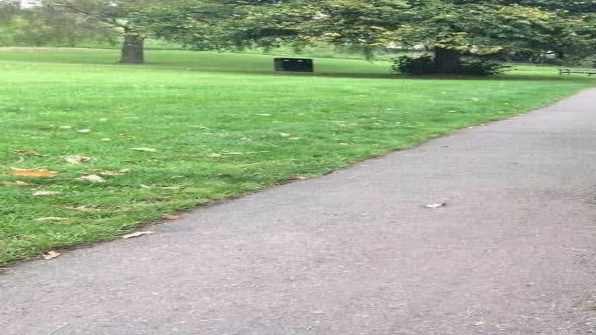 Viral optical illusion Brain Test find Dog in photo hidden within 11 seconds brain teaser picture puzzle