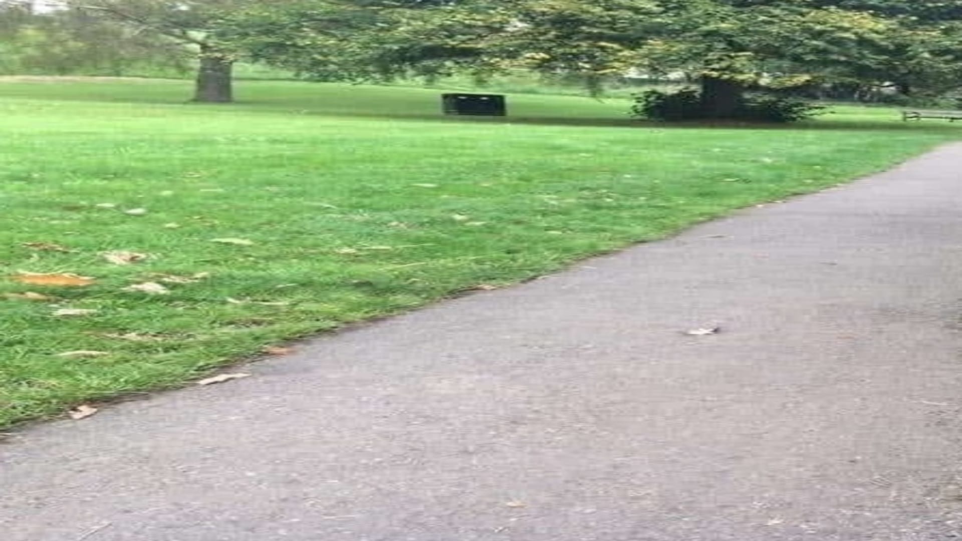 Viral optical illusion Brain Test find Dog in photo hidden within 11 seconds brain teaser picture puzzle