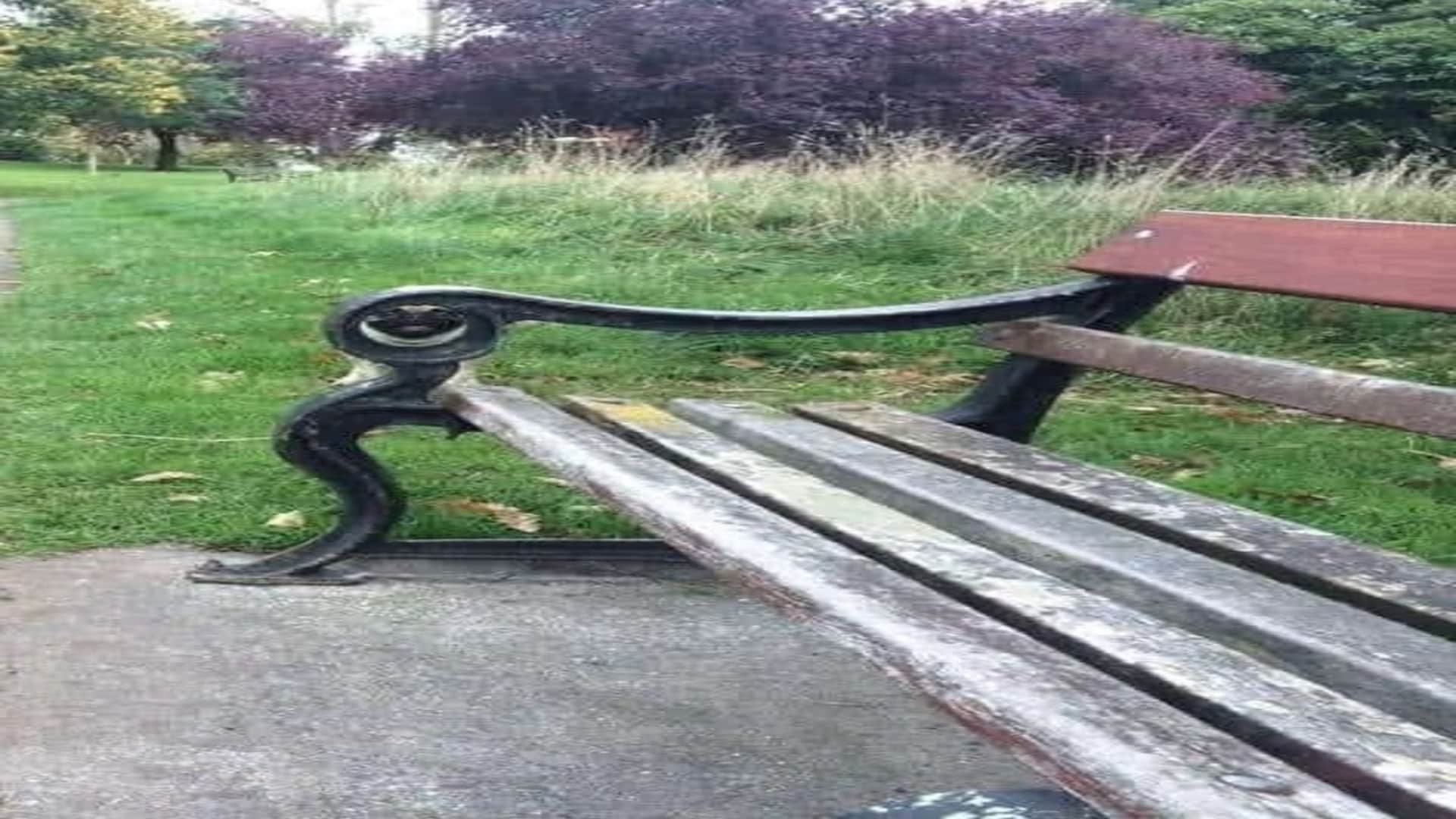 Viral optical illusion Brain Test find Dog in photo hidden within 11 seconds brain teaser picture puzzle