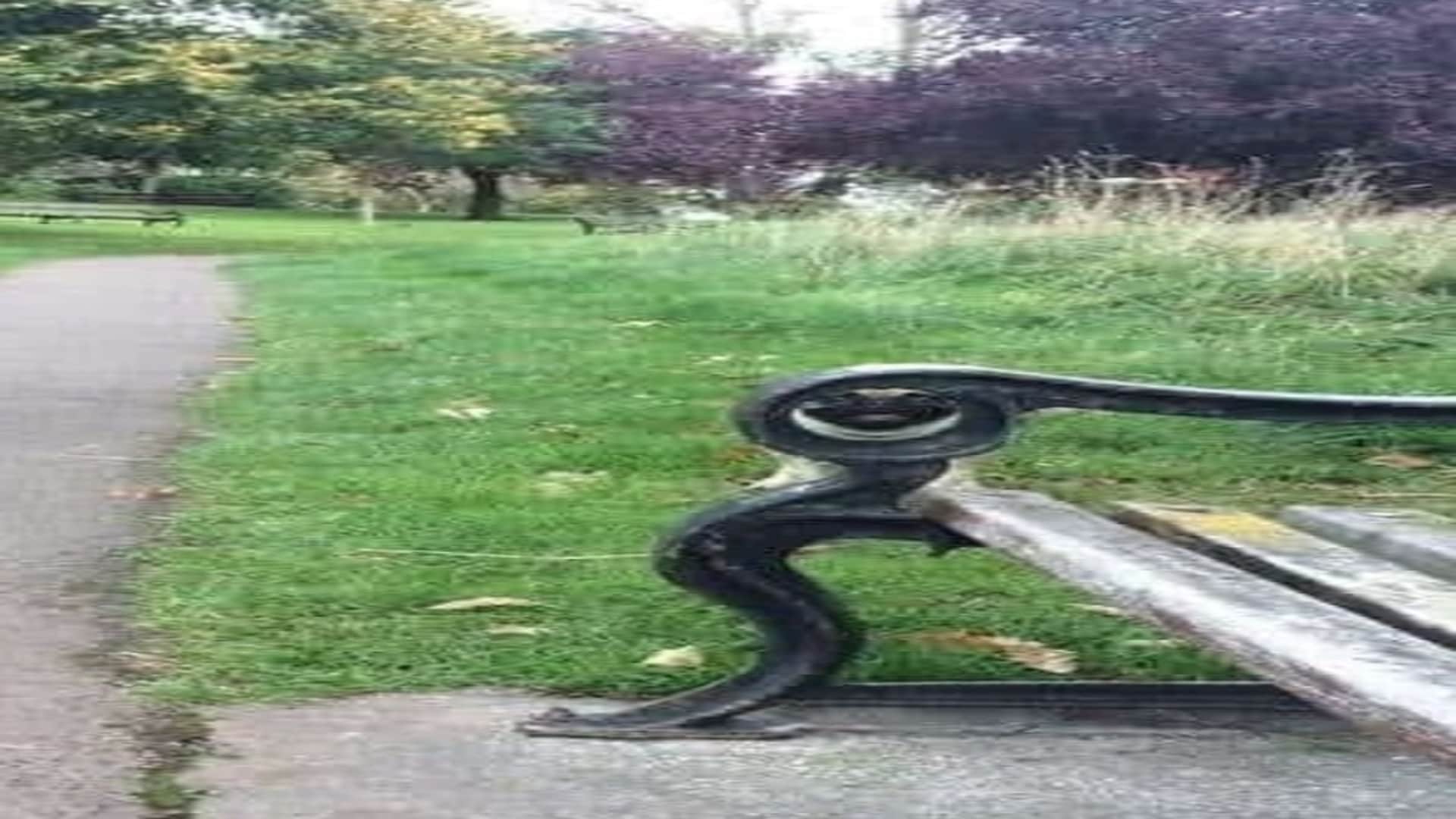 Viral optical illusion Brain Test find Dog in photo hidden within 11 seconds brain teaser picture puzzle