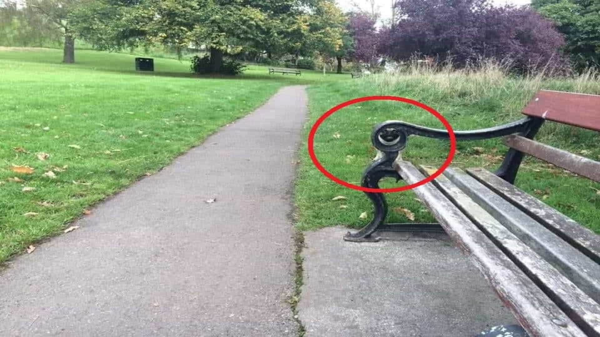 Viral optical illusion Brain Test find Dog in photo hidden within 11 seconds brain teaser picture puzzle