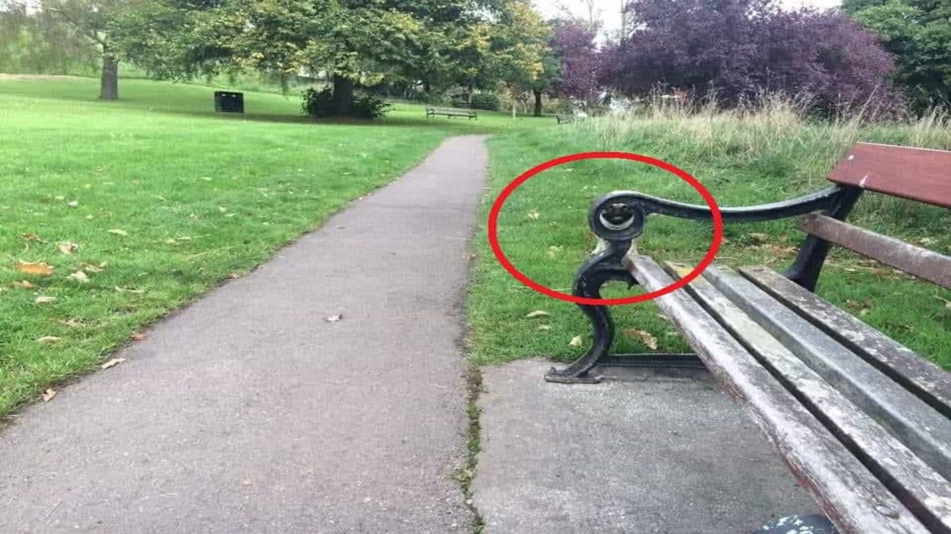Viral optical illusion Brain Test find Dog in photo hidden within 11 seconds brain teaser picture puzzle