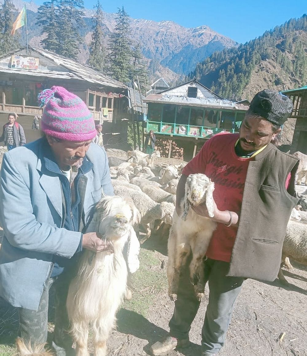 Sheep and goats in grip of fever in Shanshar-Gadaparli, five goats died