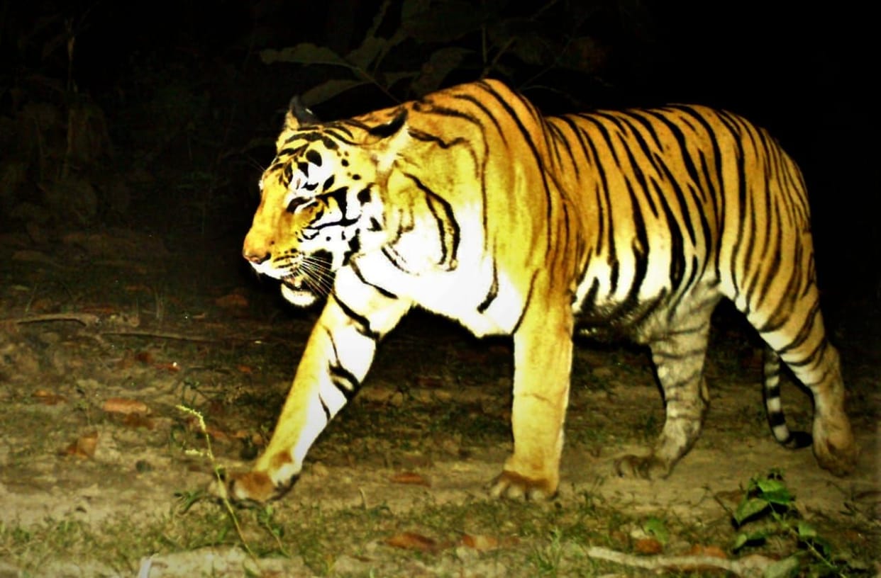 Tiger threat in 22 villages, declared sensitive