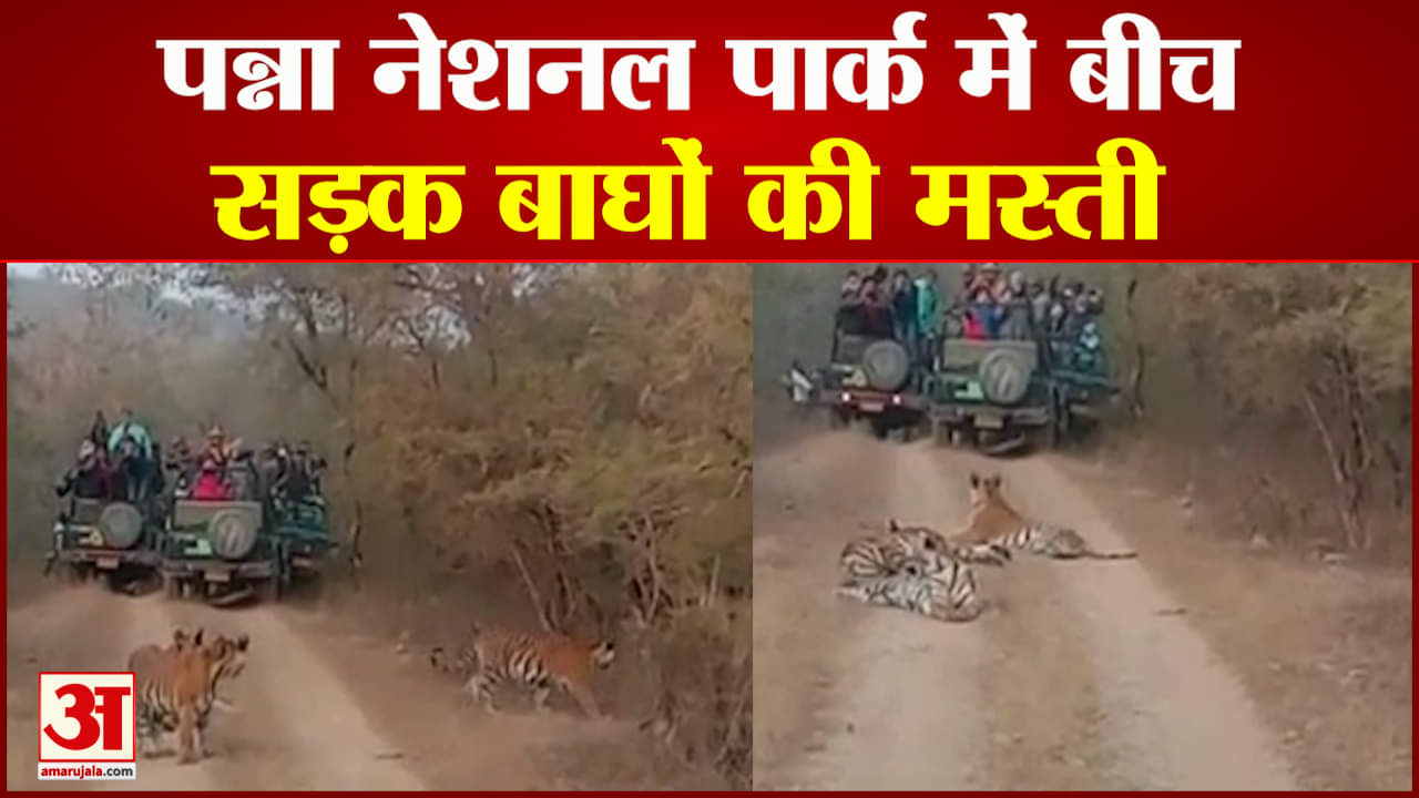 पन्ना नेशनल पार्क में बाघों की मस्ती