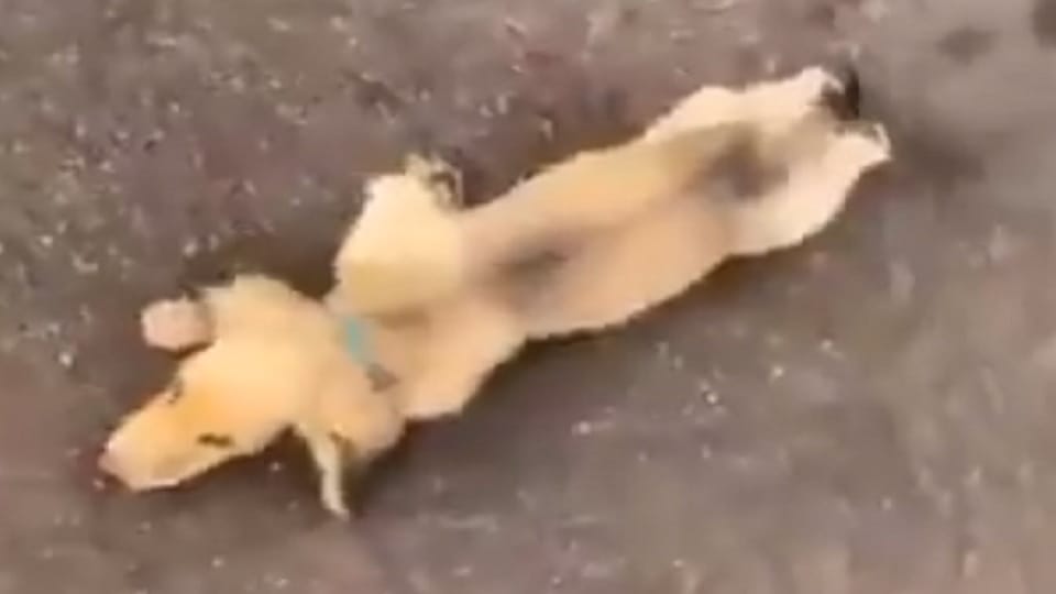 Lawyer angry over puppy s death after rat in Nawabganj Badaun