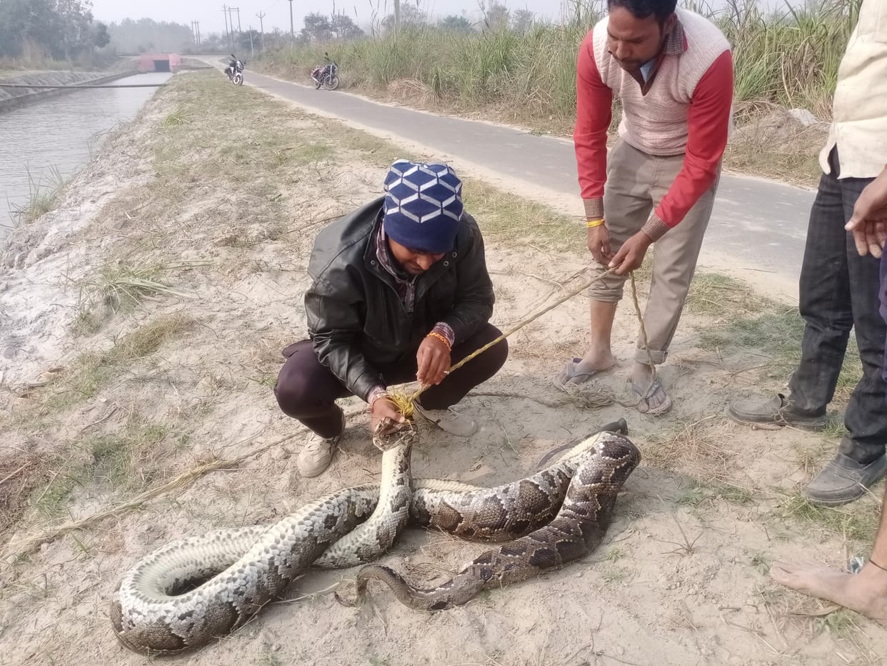 The python was hanged in a rope