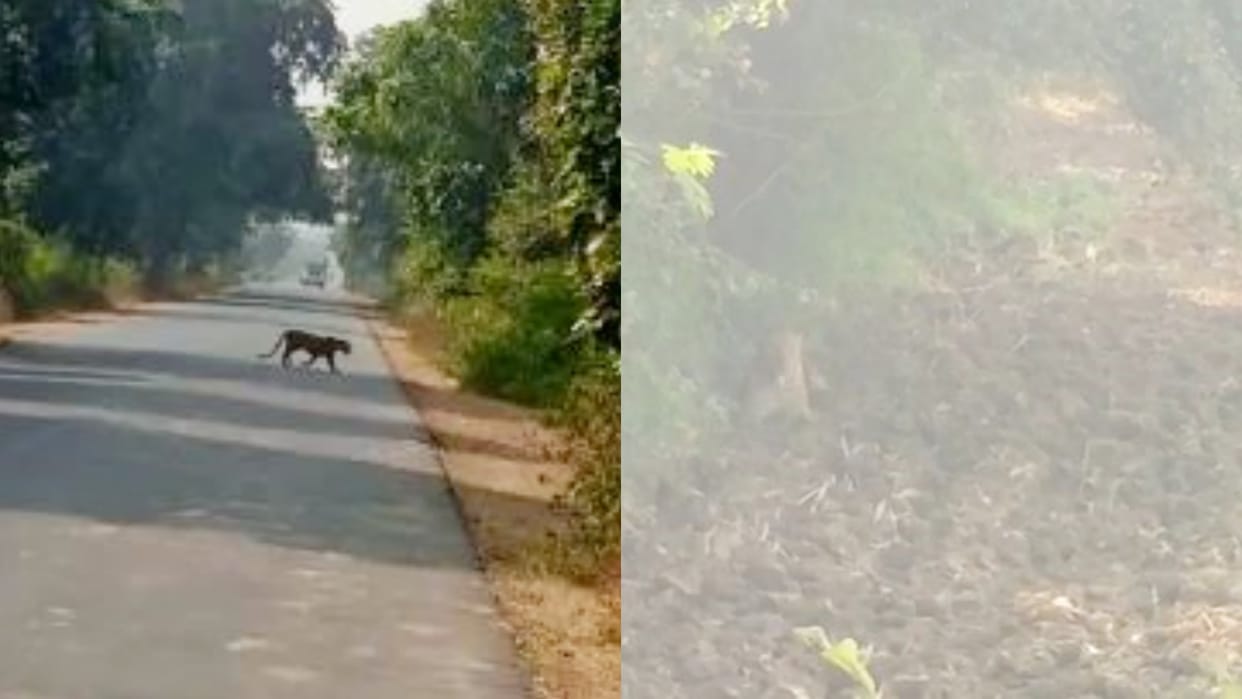 Leopard tried to attack farmer sowing in Damoh