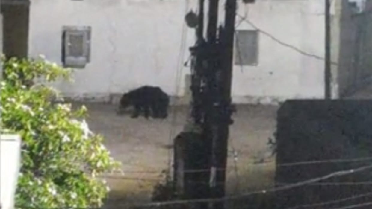 wildlife in chhattisgarh; bears vandalized the temple in kanker