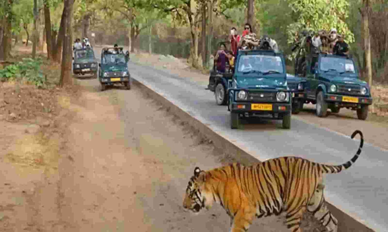 Proposal sent to headquarters from Bandhavgarh Tiger Reserve in Umaria amount sought for Elephant Project