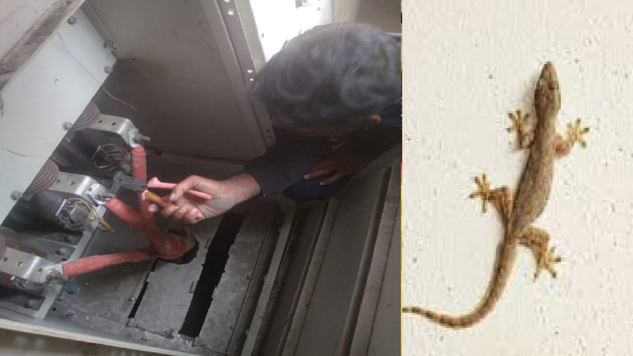 Lizard stopped the electricity of two and a half thousand houses of the city, created a stir, this truth came
