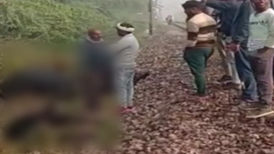 15 cows died after being hit by train on the Agra-Jhansi railway track