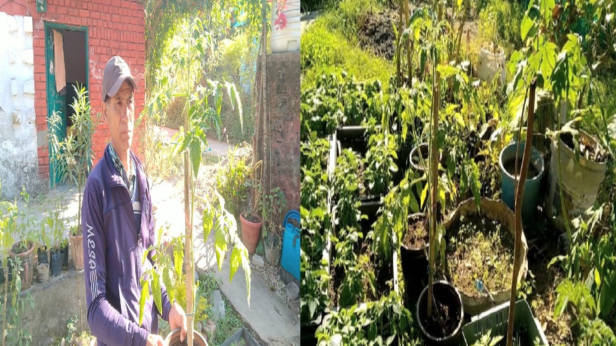 Tomato and brinjal grown on potato plant, produced by grafting method