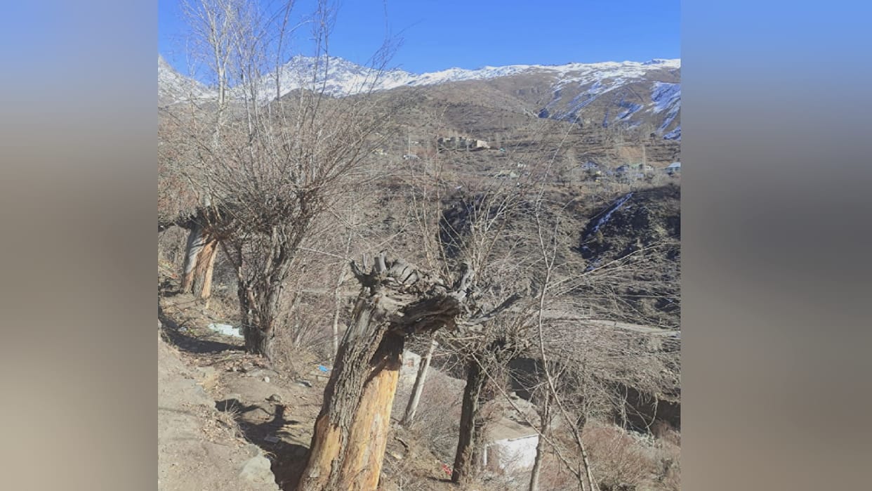 Cold desert Lahaul-Spiti will be green with Kashmiri willow trees