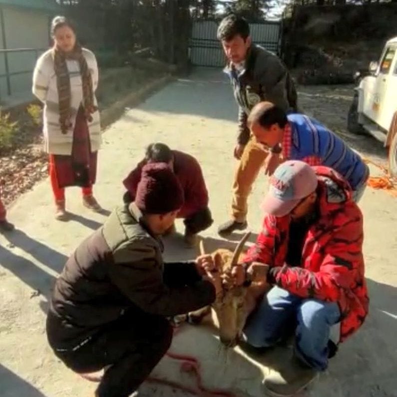 Injured female ibex referred to Shimla from Lahaul
