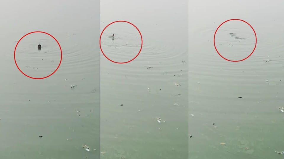 Warranty Rizwan jumped into the pond after seeing Police in mainpuri