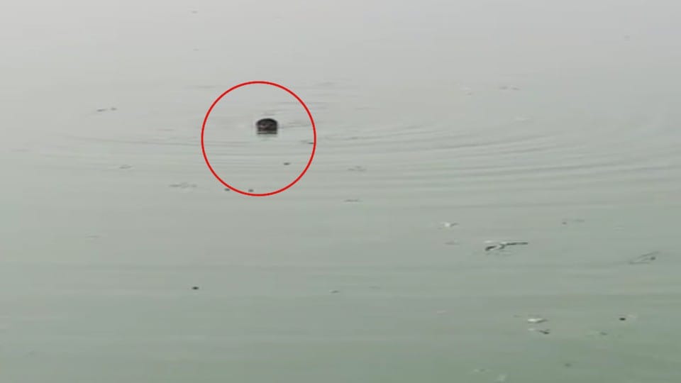Warranty Rizwan jumped into the pond after seeing Police in mainpuri