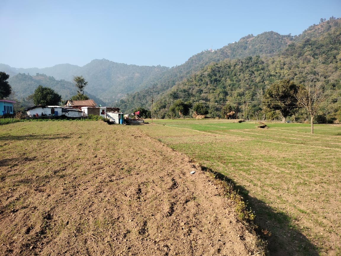 sirmaur news withou rain many crops are  effected  in sirmaur district farmers are facing problems