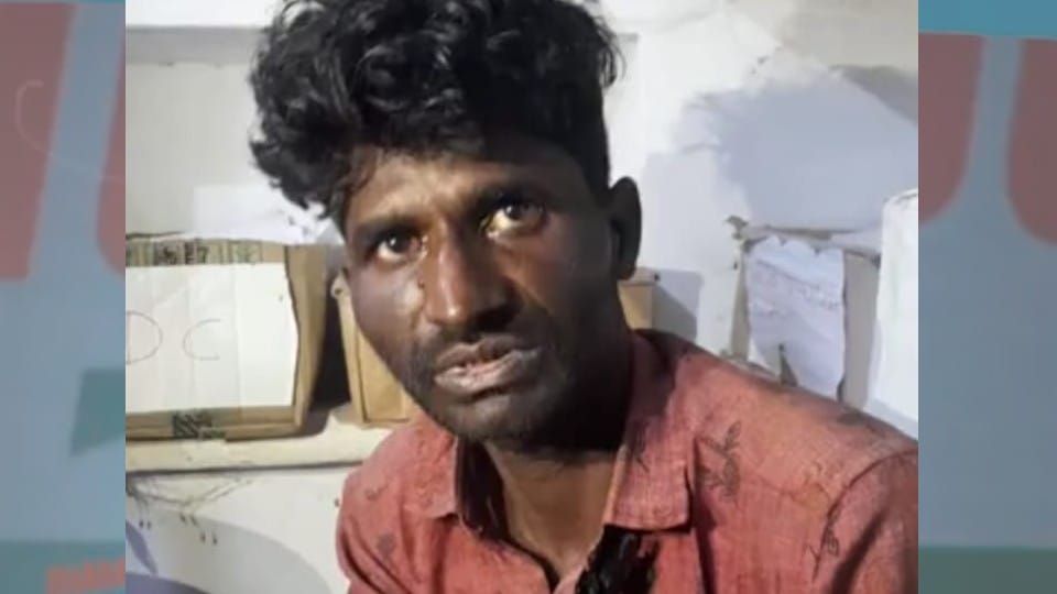 Damoh: Cow ate bomb kept for wild boar hunting, injured by blast