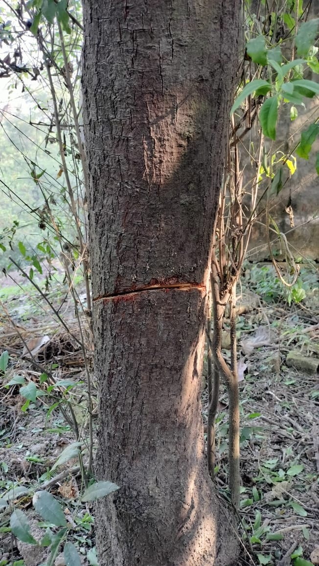 Thieves cut four sandalwood trees from the garden of Jangli Baba Dham