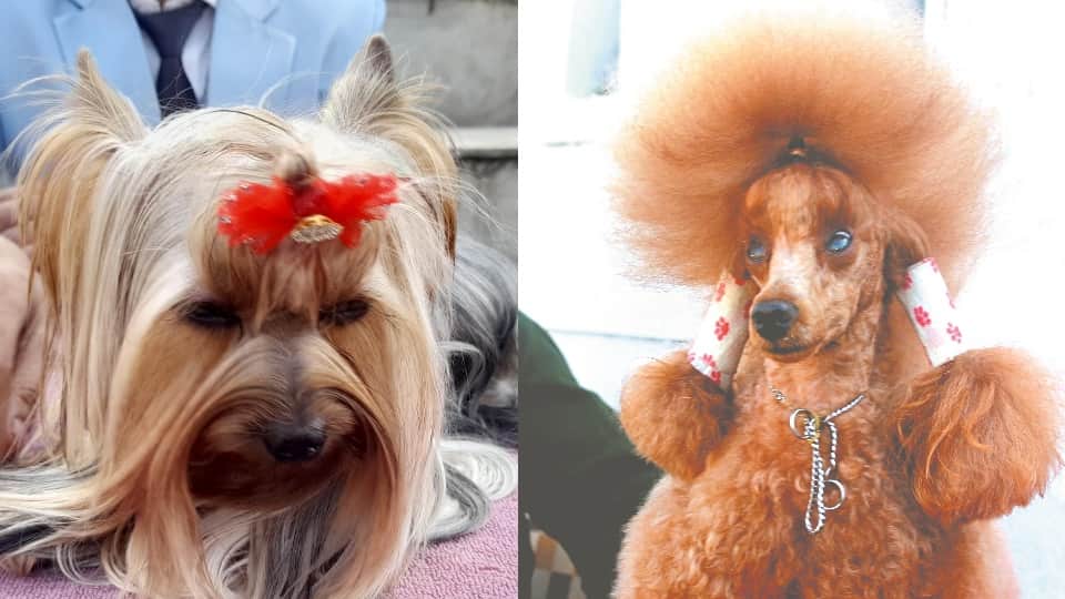 dehradun News: Various breeds dogs come in  dog show 2022 See Photos