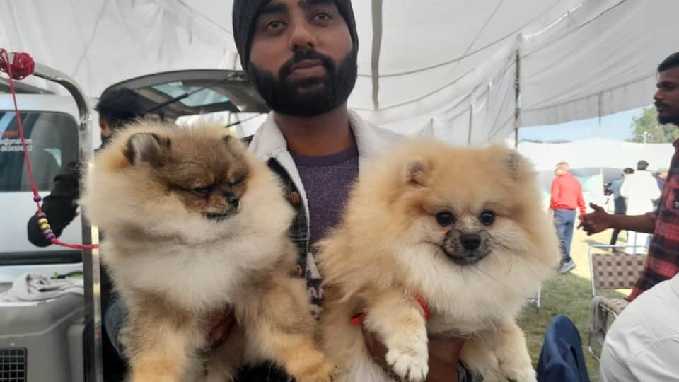 dehradun News: Various breeds dogs come in  dog show 2022 See Photos