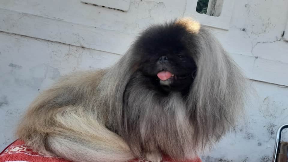 dehradun News: Various breeds dogs come in  dog show 2022 See Photos