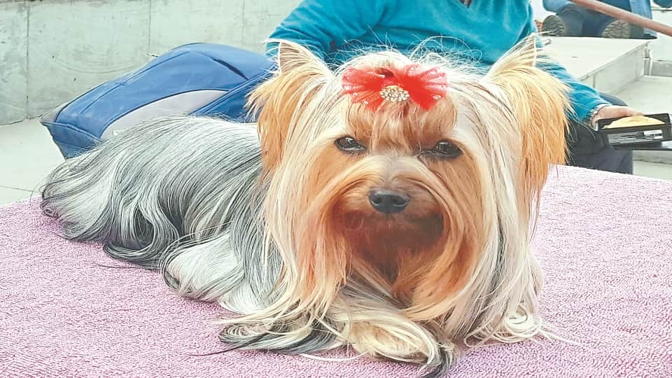 dehradun News: Various breeds dogs come in  dog show 2022 See Photos