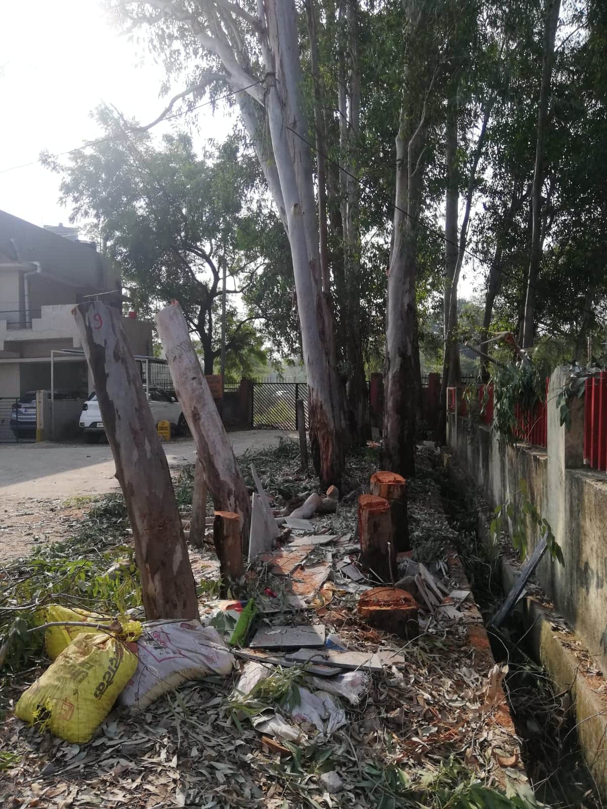 MP News: State's Forest Force Chief got permission from Bhopal Nani to cut down 29 trees in his colony
