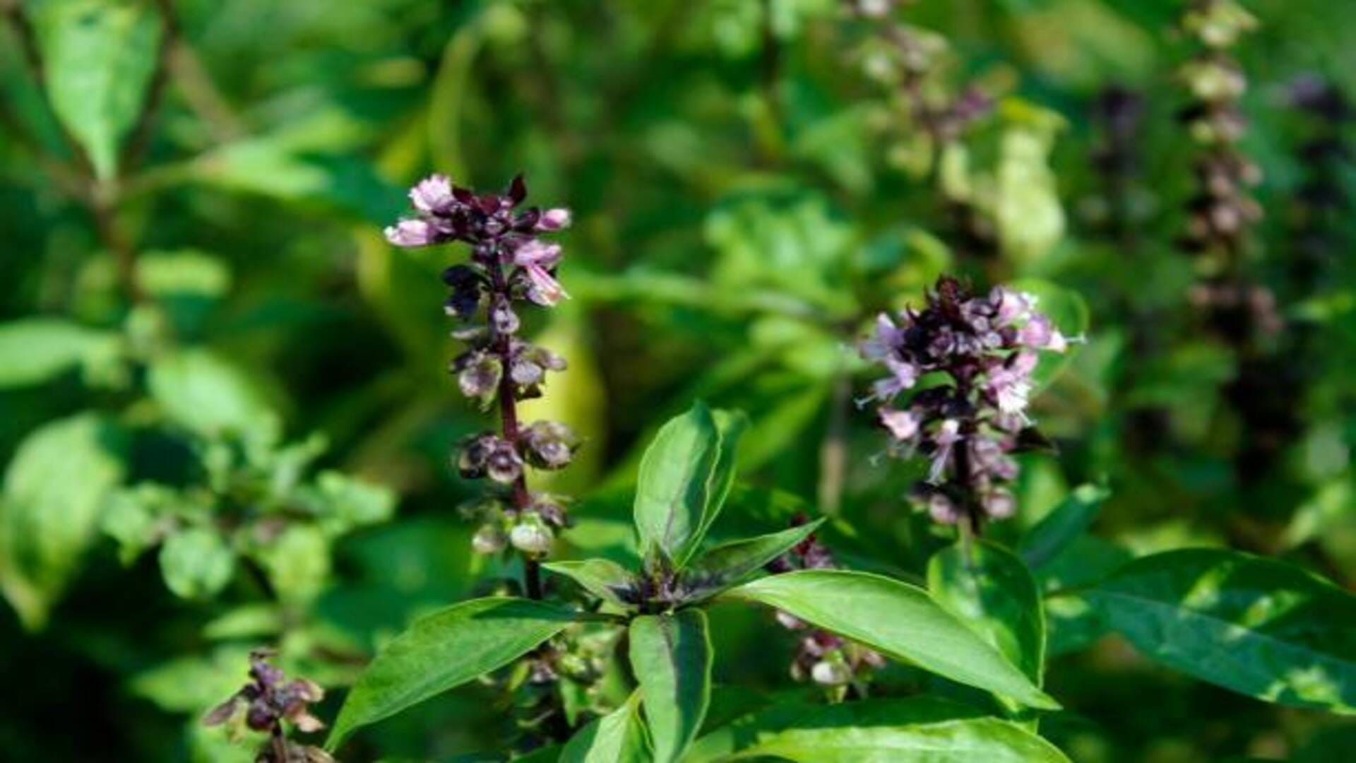 Vana Tulsi Wild Basil Negative Effects Van Tulsi Ke Nuksan In Hindi