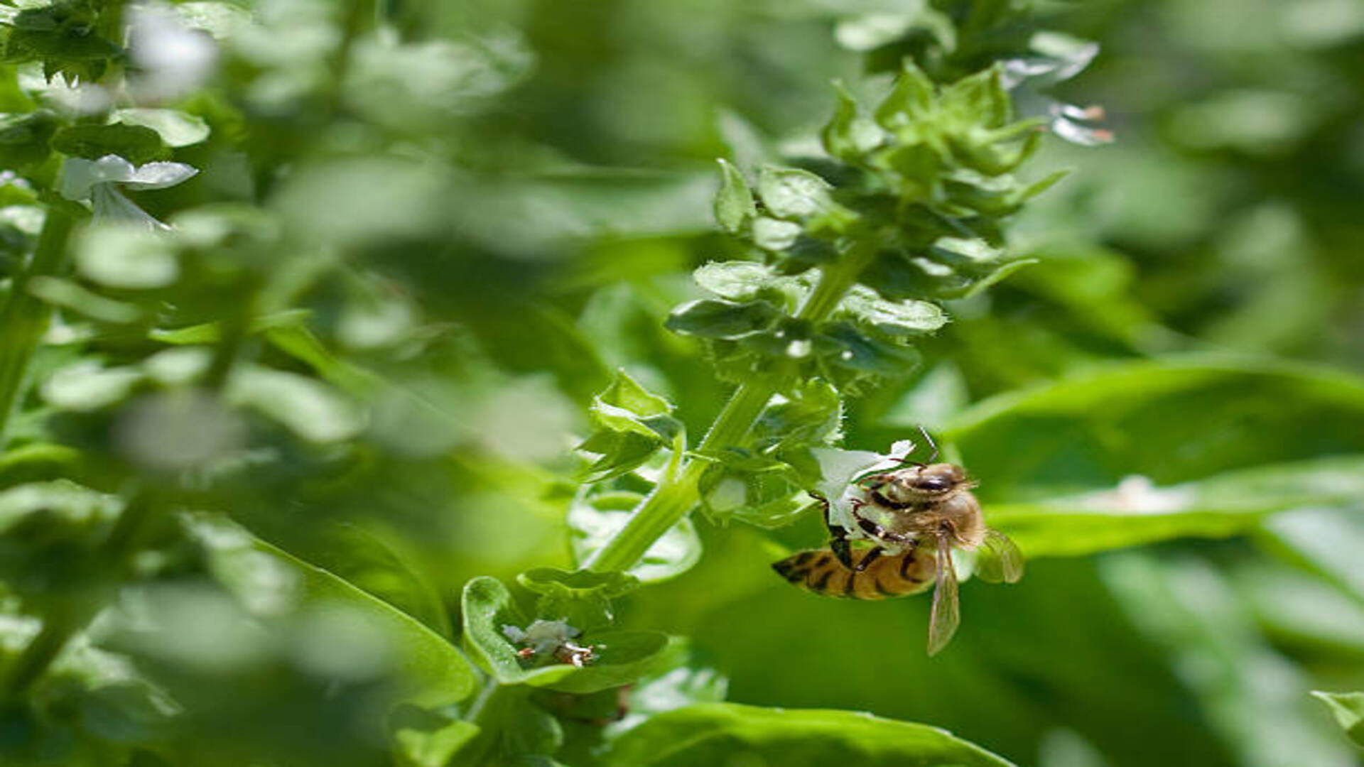 Vana Tulsi wild basil Negative Effects van tulsi ke nuksan in hindi