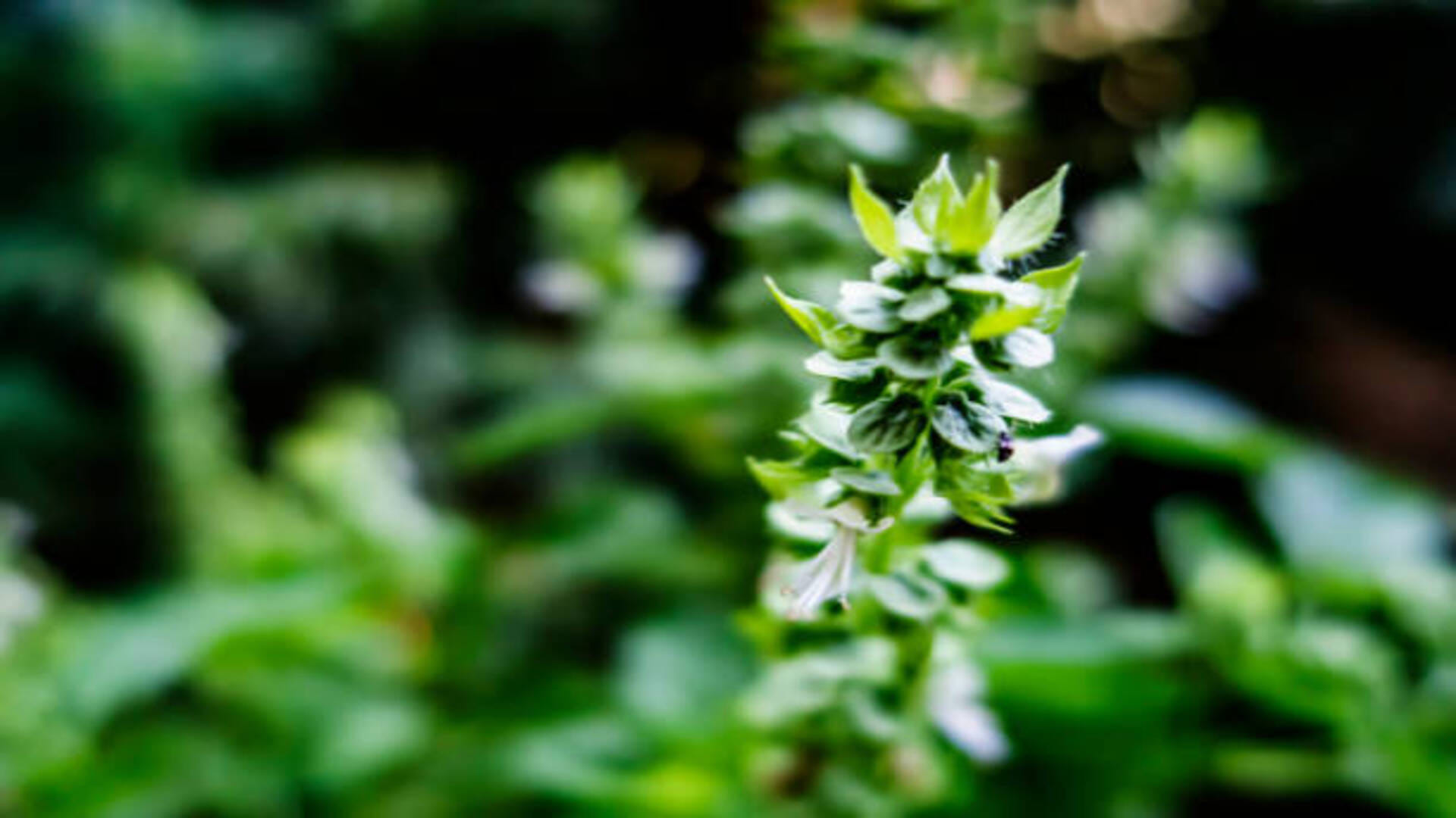 Vana Tulsi wild basil Negative Effects van tulsi ke nuksan in hindi