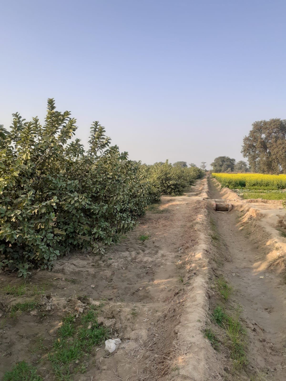 Guava orchard planted on 5 acres, income increased