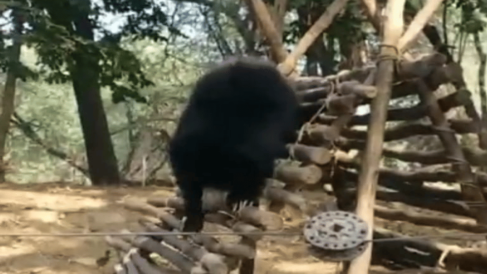 bears diet changed to protect from winter in Bear Conservation Center Agra