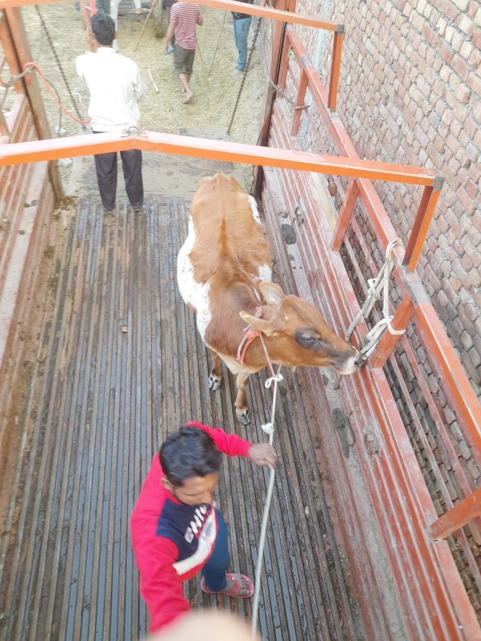 Corporation released 34 destitute cattle from Jind bypass