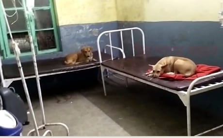 Video of dogs resting on bed went viral
