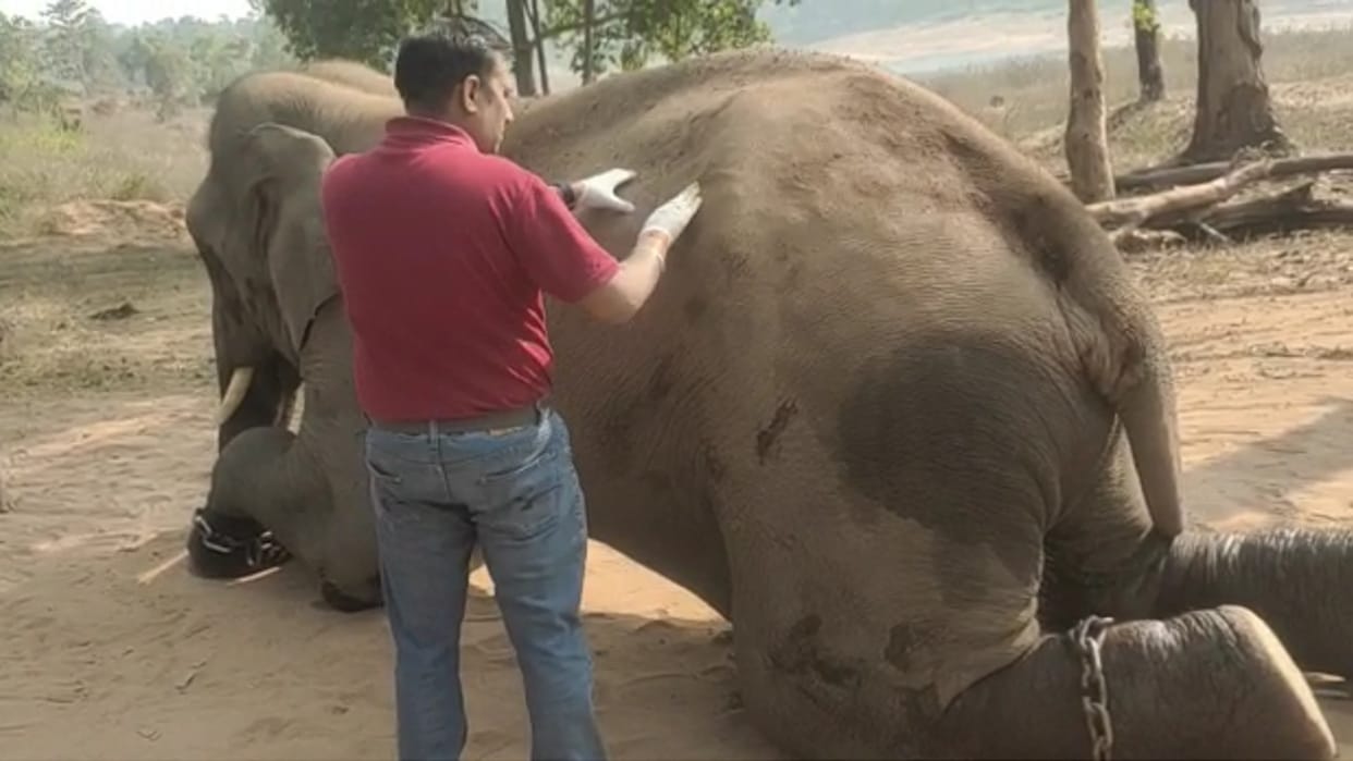 Elephant Surya injured in attack by wild elephants in Bandhavgarh Tiger Reserve of Umaria