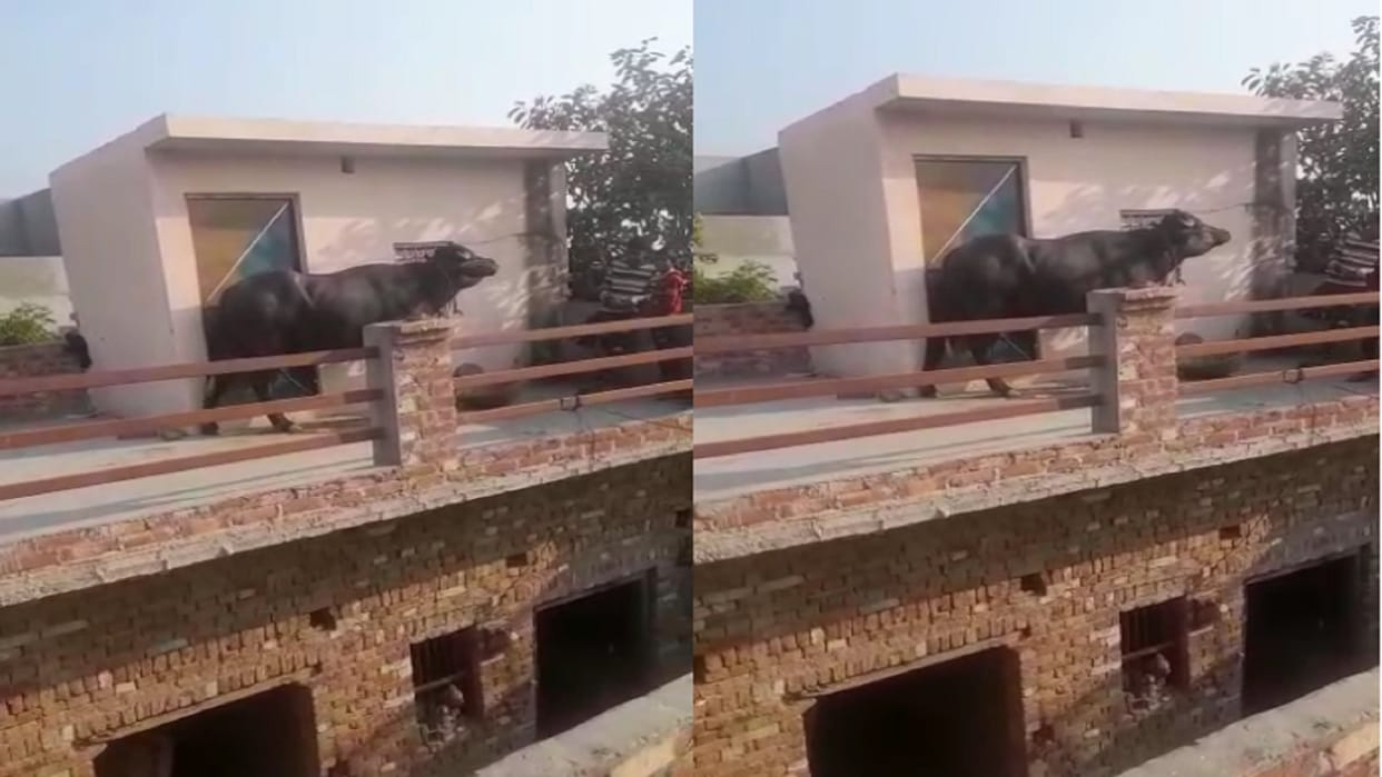 A buffalo climbed on the roof of a house in Bahsuma of Meerut and was pulled down by a crane