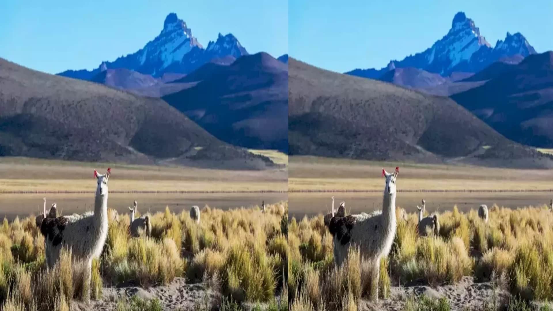 Optical illusion IQ test: Try spotting the ostrich among the Llamas in this pic brain teaser picture puzzle