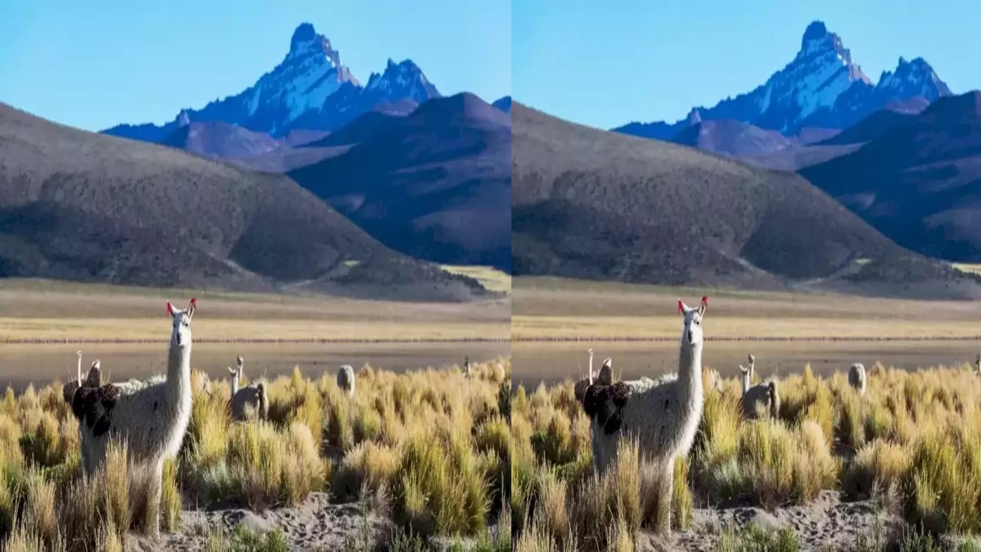 Optical illusion IQ test: Try spotting the ostrich among the Llamas in this pic brain teaser picture puzzle