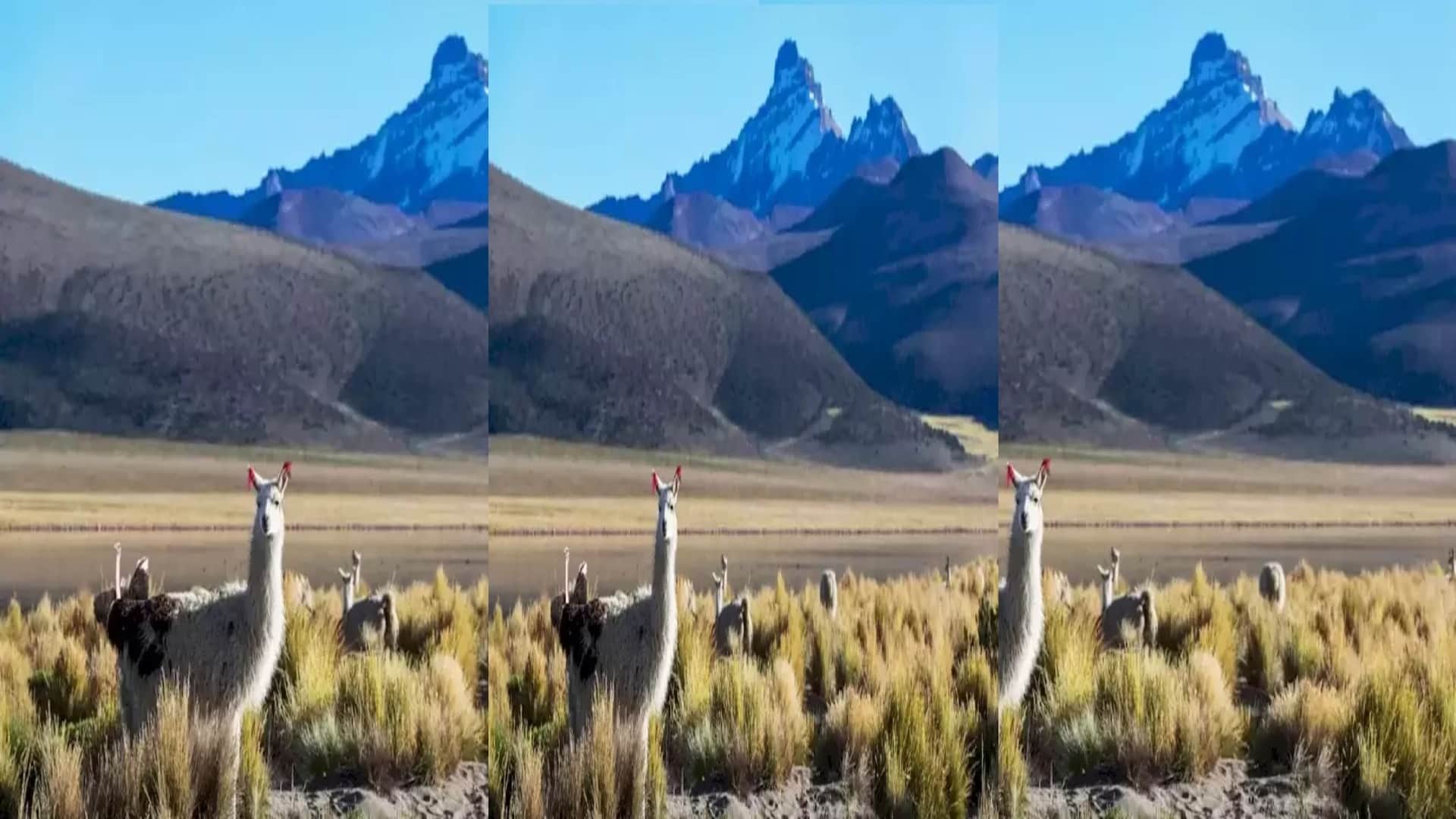 Optical illusion IQ test: Try spotting the ostrich among the Llamas in this pic brain teaser picture puzzle