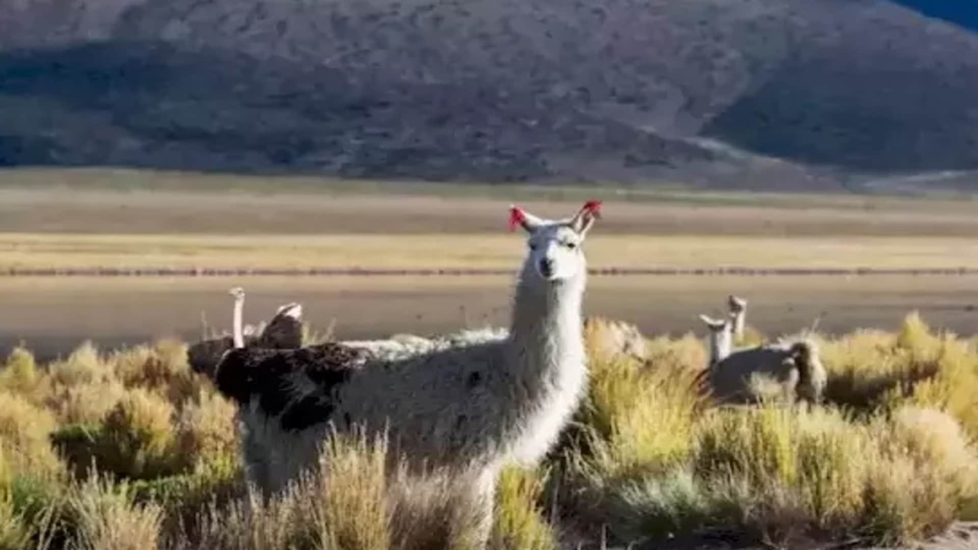 Optical illusion IQ test: Try spotting the ostrich among the Llamas in this pic brain teaser picture puzzle