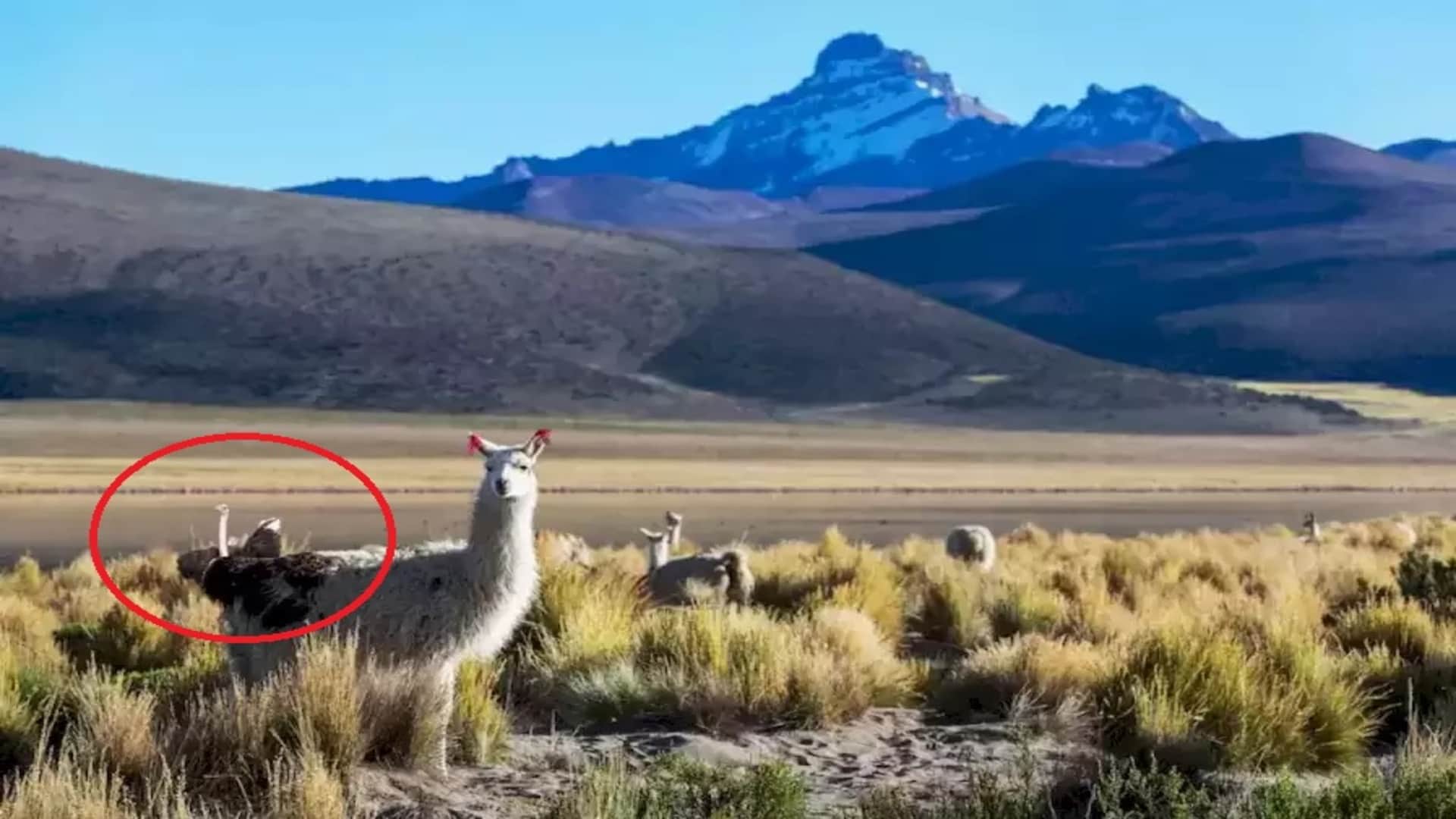 Optical illusion IQ test: Try spotting the ostrich among the Llamas in this pic brain teaser picture puzzle