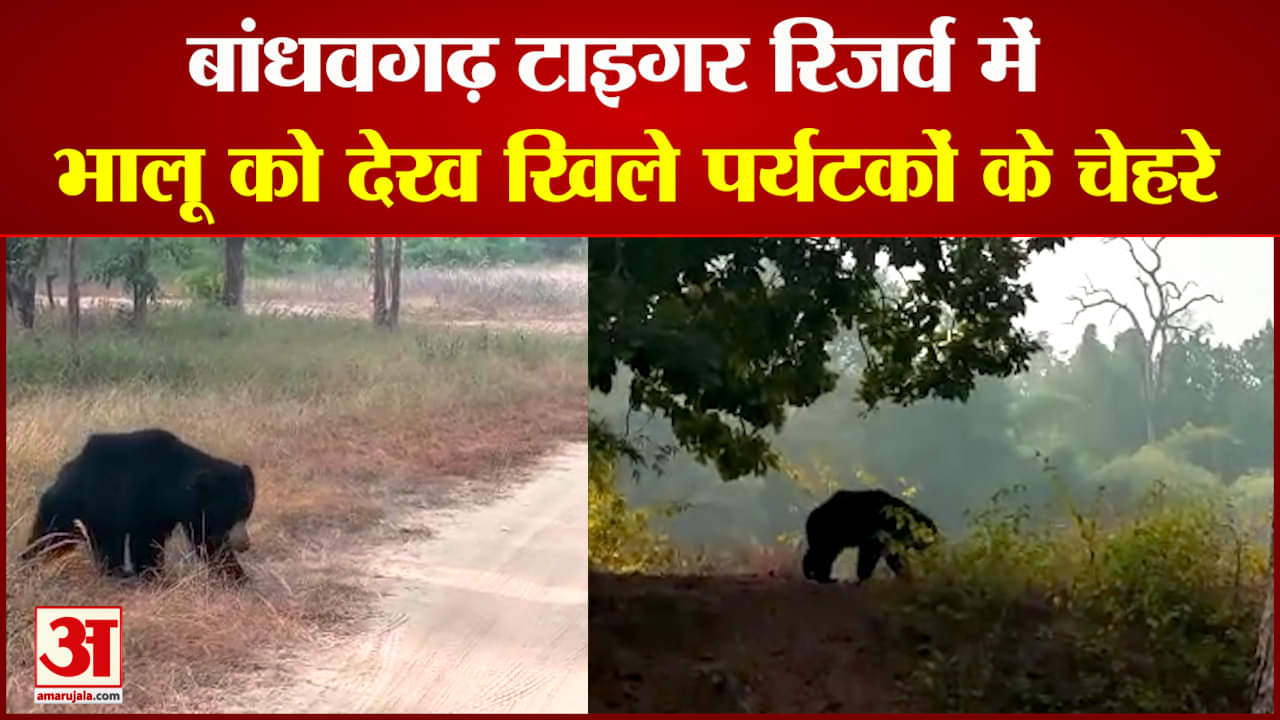 बांधवगढ़ नेशनल पार्क में दिखा भालू