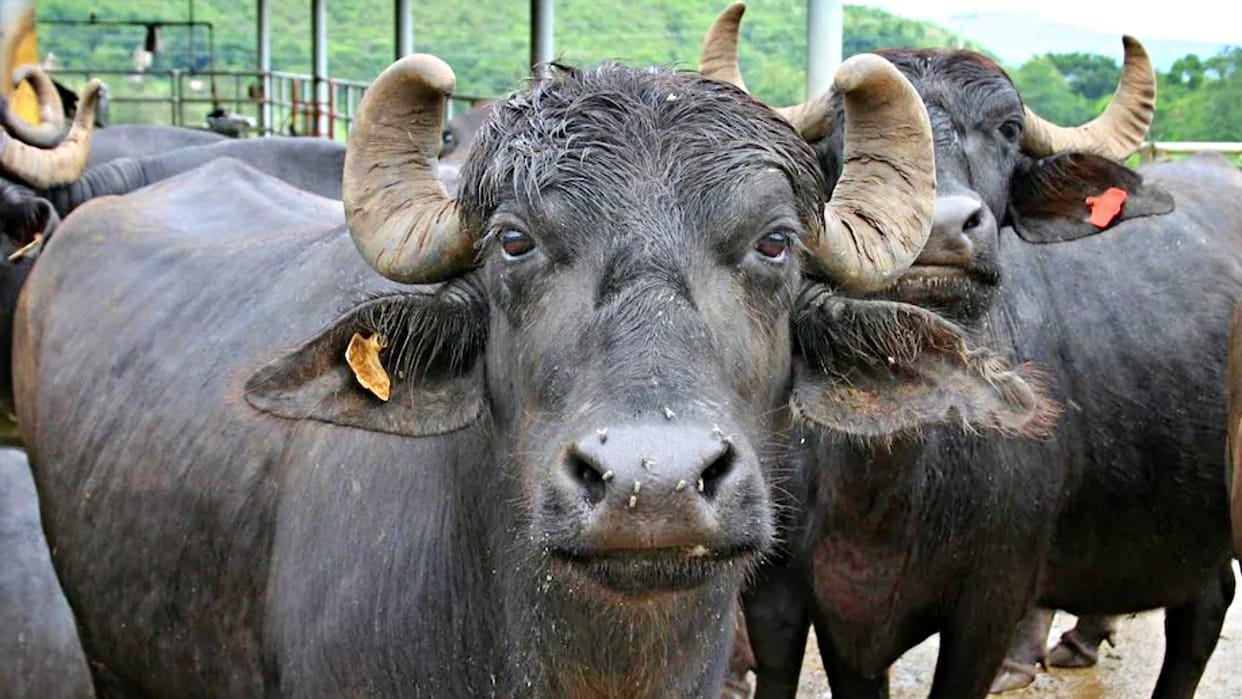 Buffalo theft in gwalior chambal cctv video viral bhains chori
